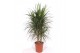 Dracaena marginata Dracaena marginata1 pp 