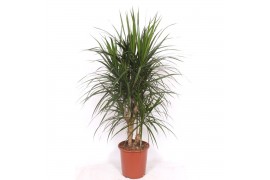 Dracaena marginata Dracaena marginata1 pp