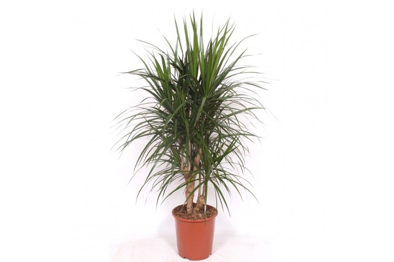 Dracaena marginata Dracaena marginata1 pp 