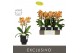 Phalaenopsis multiflora oranje Exclusivo Juno 2 spike in Emilia Brown  