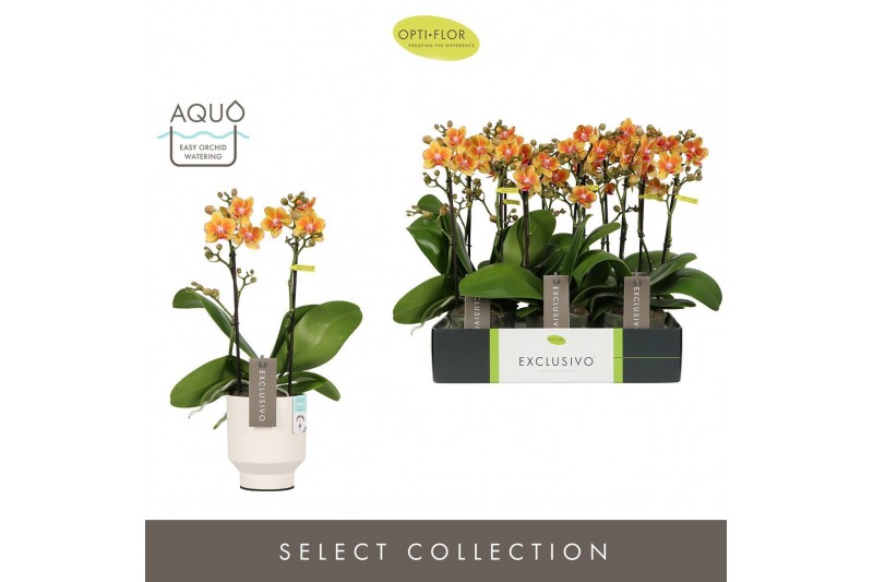 Phalaenopsis multiflora oranje Exclusivo Juno 2 spike in Emilia White  