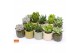 Succulenten mix Succulent mix in Helsinki 7 