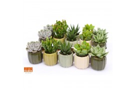 Succulenten mix Succulent mix in Helsinki 7