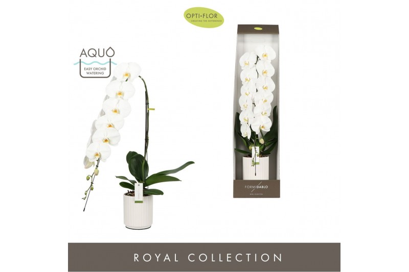 Phalaenopsis wit Formidablo Yosemite Falls in Molise White Aquo Showdo 