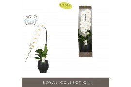 Phalaenopsis wit Formidablo Yosemite Falls in Abruzzo Black Aquo Showd