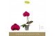 Phalaenopsis paars Singolo Shima1 bl. 1 tak/plnt 950 gram 