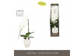 Phalaenopsis wit Formidablo Yosemite Falls in Abruzzo White Aquo Showd