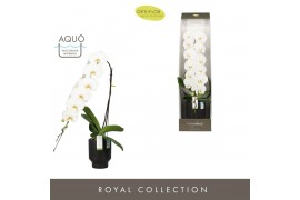 Phalaenopsis wit Formidablo Yosemite Falls in Emilia DarkBrown Aquo Sh