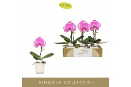 Phalaenopsis Singolo Victorio in Lazio White 1 bl. 1 tak/plnt