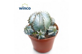 Euphorbia horrida Euphorbia Horrida Alba