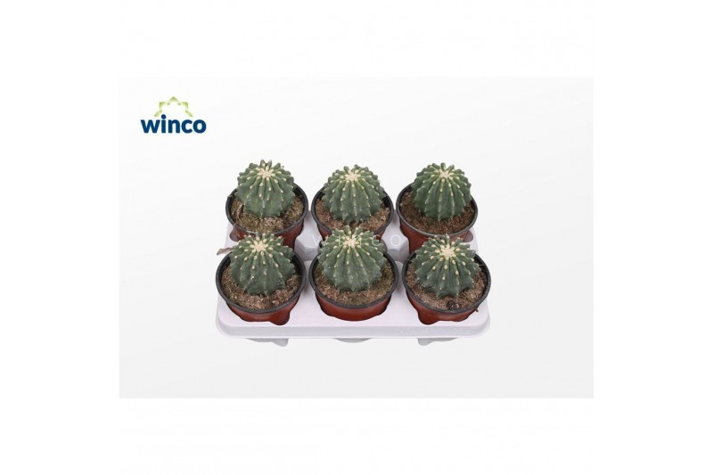 Ferocactus glaucescens Ferocactus Glaucescends Inermis 