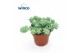 Sedum burrito Sedum Burritooverig pp 