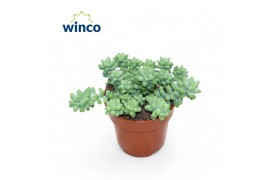 Sedum burrito Sedum Burritooverig pp