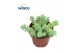 Sedum burrito Sedum Burritooverig pp 