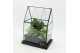 Arrangementen kamerplanten GRCR-2617 Green Essentials terrarium 3 pp 