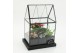 Arrangementen kamerplanten ESCR-2629RZ Essentials terrarium 3 pp 