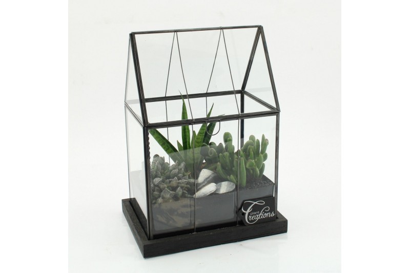 Arrangementen succulenten SUCR-2610 Succulent Essentials terrarium 3 p 