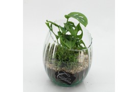 Arrangementen kamerplanten GRCR-2603 Green Essentials 2 pp