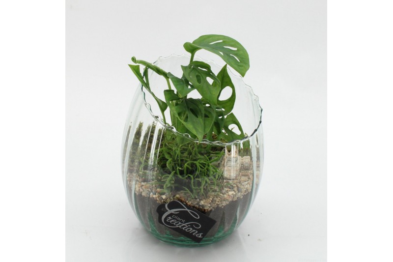 Arrangementen kamerplanten GRCR-2603 Green Essentials 2 pp 