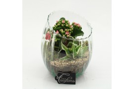 Arrangementen kamerplanten ESCR-2626RZ Essentials 2 pp
