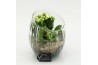 Arrangementen kamerplanten ESCR-2626W Essentials 2 pp
