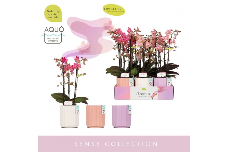 Phalaenopsis multiflora mix Aromio Mix 3 spike in Molise Mix Aquo25 bl 