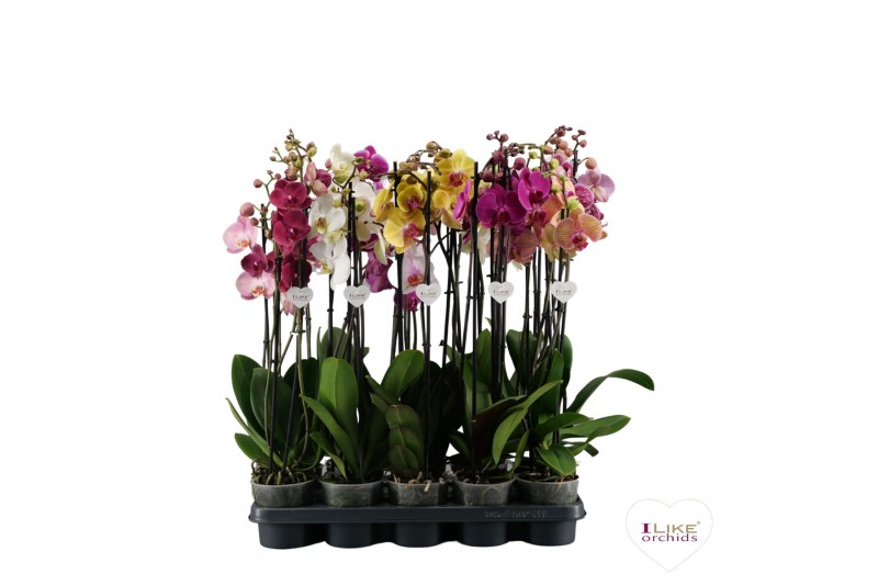 Phalaenopsis mix Phalaenopsis mix - 3 tak 80cm (Quattro)22 bl. 3 tak/p 