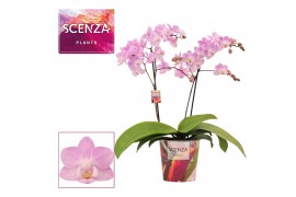 Phalaenopsis multiflora roze Phalaenopsis multiflora 2 tak Cotton Cand