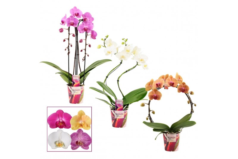 Phalaenopsis mix Phalaenopsis vormen mix 2 tak (Scenza)14 bl. 2 tak/pl 