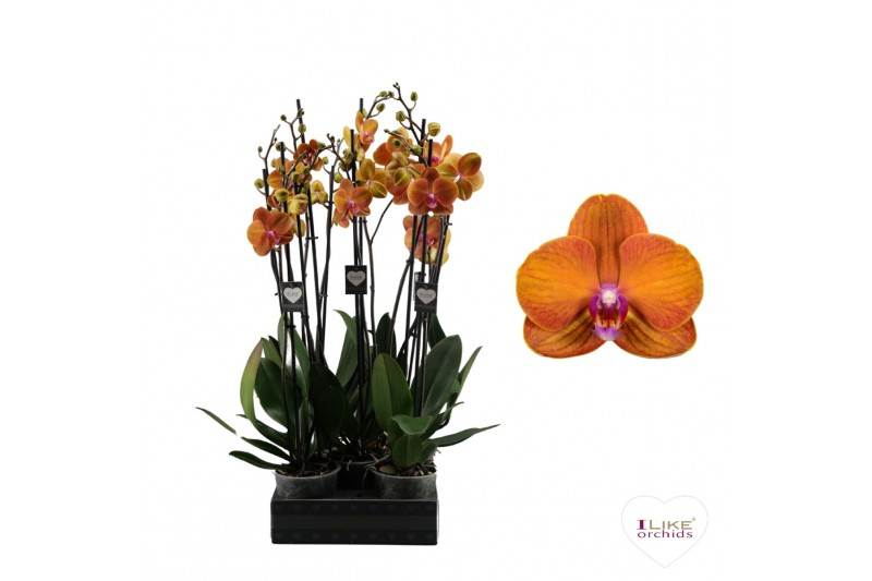 Phalaenopsis anthura bologna Phalaenopsis Bologna - 2 tak 60cm (Quattr 