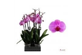 Phalaenopsis anthura orlando Phalaenopsis Orlando - 2 tak 60cm (Quattr
