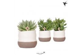 Succulenten mix Kolibri Greens Succulenten mix in Imperfect Bag pot1 p