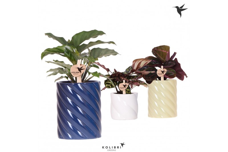 Calathea mix Kolibri Greens Calathea mix in Candy pot blue mix1 pp 