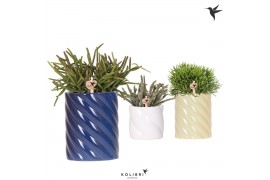 Rhipsalis mix Kolibri Greens Rhipsalis mix in Candy pot blue mix1 pp