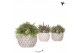 Rhipsalis mix Kolibri Greens Rhipsalis mix in Marrakesh pot copper gol 