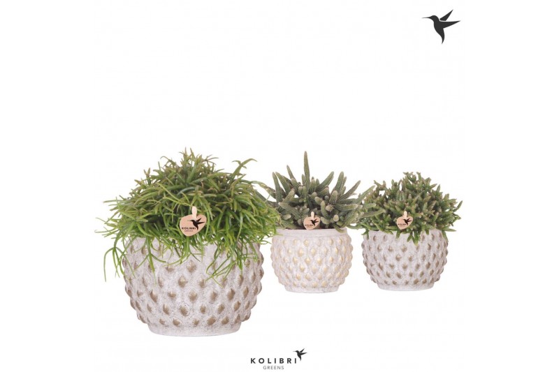 Rhipsalis mix Kolibri Greens Rhipsalis mix in Marrakesh pot copper gol 