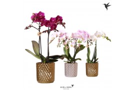 Phalaenopsis multiflora Kolibri Orchids Phalaenopsis mix 2 spike in Di