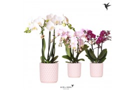 Phalaenopsis multiflora Kolibri Orchids Phalaenopsis mix 3 spike in Di