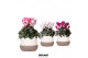 Cyclamen pers. midi Cyclamen mix in Imperfect Bag pot 25 cm diameter 1 