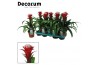 Guzmania hope Guzmania Hope (Decorum) 1 bl.