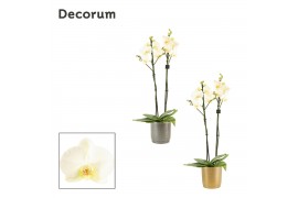 Phalaenopsis wit Phalaenopsis 2 tak 16+ wit in Gabriël (Deco-collectio