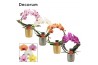 Phalaenopsis mix Phalaenopsis boog mix in Gabriël (Deco-collection) 14