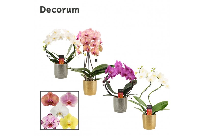 Phalaenopsis mix Phalaenopsis vormen mix 2 tak in Gabriël (Deco-collec 