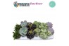 Succulenten Sierras® - Valencia Succulent Mix (Prime)