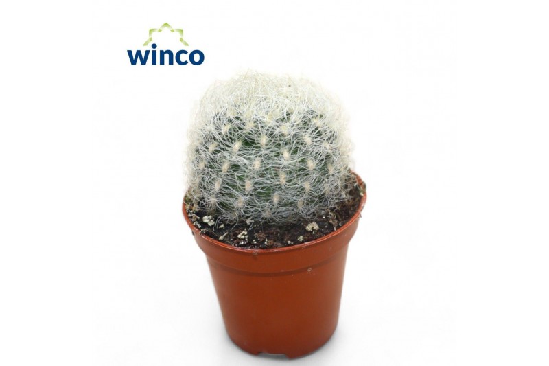 Cactus Neoporteria Senilis 