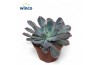 Echeveria Echeveria Neonbreaker18 bl.
