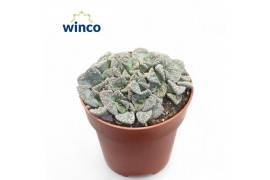 Succulenten Titanopsis Calcarea