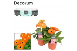 Gerbera flori line oranje Gerbera 2+ bl 12cm oranje (diverse kleurtint