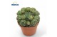Cactus Matucana Polzii 
