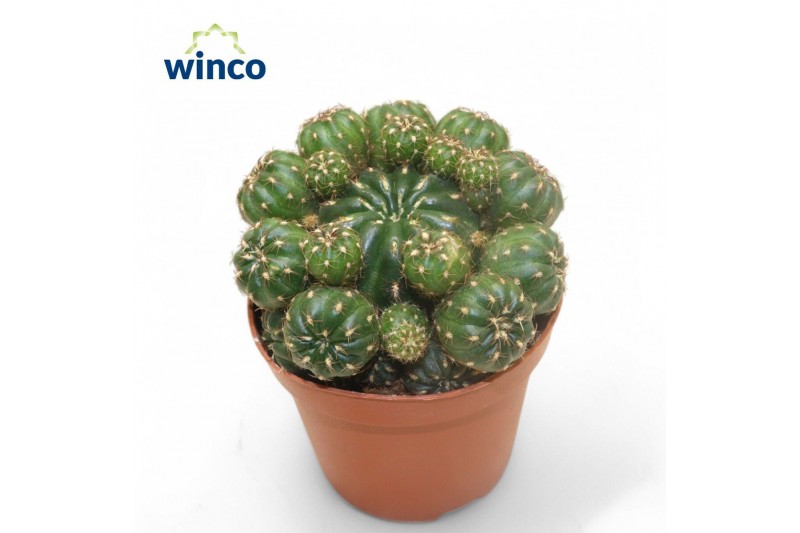 Cactus Matucana Polzii 